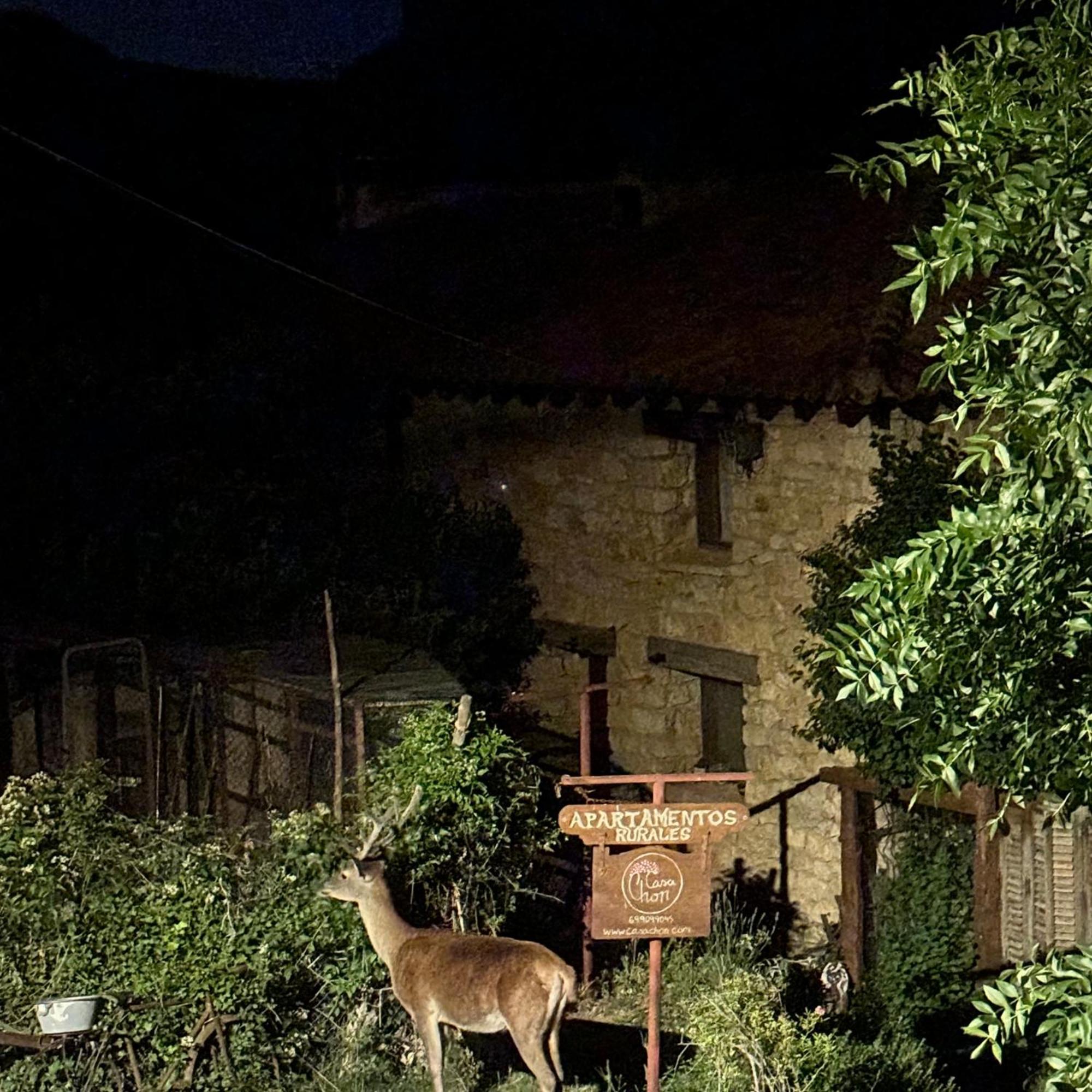 Casas Rurales Chon Alto Tajo Пералехос-де-лас-Тручас Екстер'єр фото